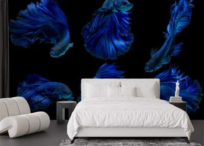 Set of blue fighting fish on black background Wall mural