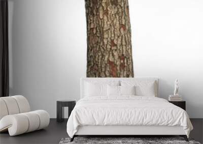 Tree trunk isolated on white background. This has clipping path. Wall mural