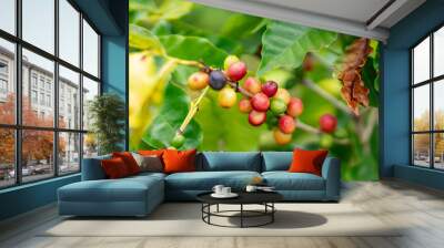 Coffea arabica, Arabica coffee, is a species of flowering plant in the coffee and madder family Rubiaceae. Green World Coffee Farm, North Shore, Oahu Hawaii Wall mural