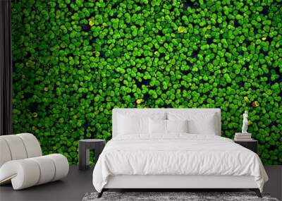 background of green moss Wall mural