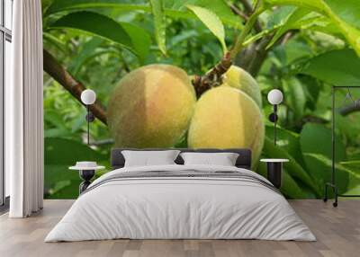 Two raw peaches on the tree Wall mural