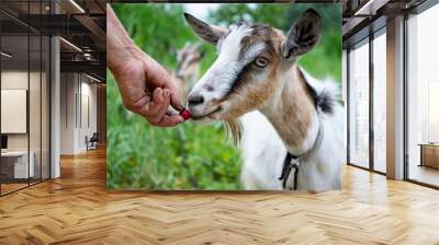 Hand of unrecognizable farmer holding cherry, man feeding young hairy female goat outdoors. Domestic farm animal grazing, wearing collar on long leash, summer meadow, green grass. Wall mural