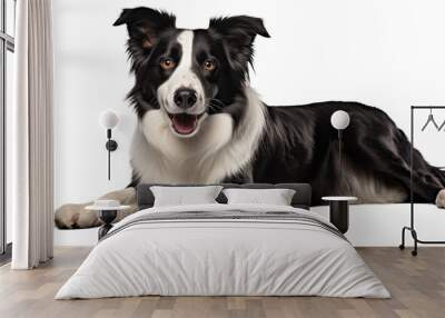 A peaceful black and white dog laying on the ground Wall mural