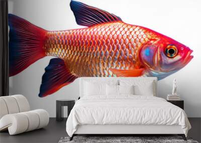 a vibrant red and blue fish swimming gracefully on a clean white background Wall mural