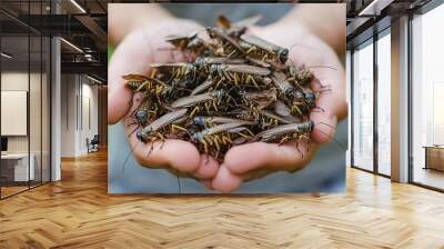 A person holds a handful of live crickets, showcasing insects in a natural setting, possibly for food or ecological purposes. Wall mural