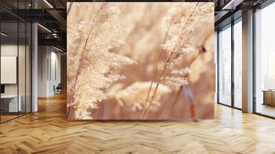 Dry plant reeds as beauty nature background, Abstract natural backdrop. Reed grass or pampas grass outdoors with daylight, life style nature scene, organic design wide banner. Soft focus Wall mural