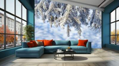 Fir tree branches close up covered with white frost and snow. Winter nature background with copy space. Toning image, blue color. Wall mural