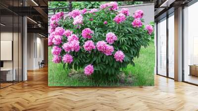 Large peony bush outside, flower bush with a lot of pink flowers Wall mural