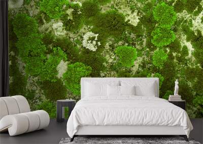 Lichens and mosses in various shapes, forms and textures on surface of rocks as natural environment pattern or textured background, top view green gradient nature pattern, biological aesthetic Wall mural