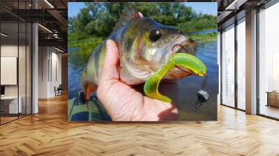 Fisherman's hand holding a caught perch on the background of the river. Wall mural