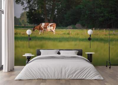 Brown white cow in spring meadow. Wall mural