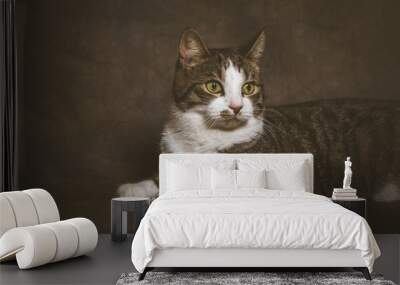 Cute young tabby cat with white chest against dark fabric backgr Wall mural