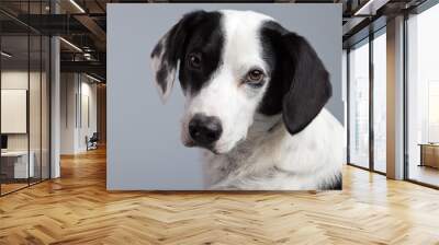 mixed breed black and white spotted dog isolated against grey ba Wall mural