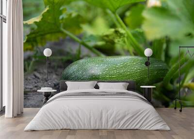 Young fresh cucumber growing on the garden in open ground. Wall mural