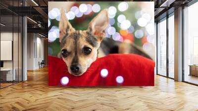 christmas dog,terrier cute lies on red new year pillow,pet food and veterinary clinics festive concept Wall mural