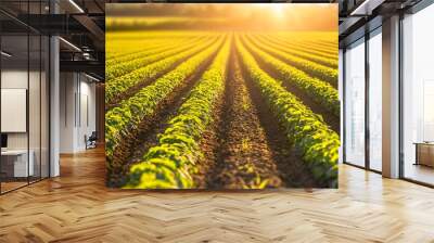 A serene landscape of rows in a lush green farm basking in the warm glow of the morning sun, symbolizing growth and prosperity. Wall mural