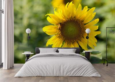 honey bees, foraging for nectar and pollen on a yellow sunflower. Wall mural