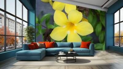 Beautiful closeup yellow allamanda flowers blooming Wall mural