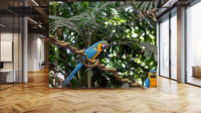 Two blue parrots on a tree branch Wall mural