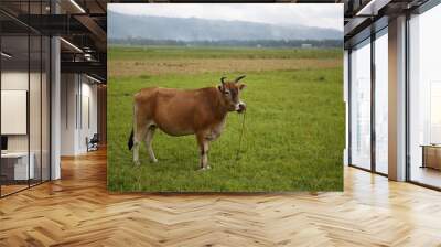 a brown cattle isolated in the green field in countryside of lanao del sur, mindanao island Wall mural