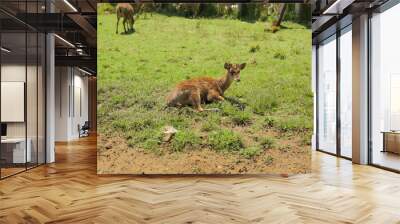 deer in the woods Wall mural