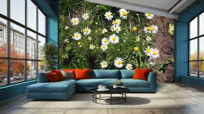 A beautiful daisies field in spring light Wall mural