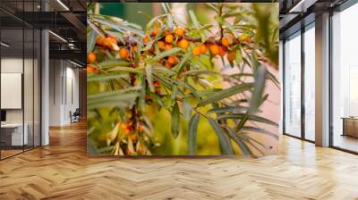 branch of orange sea buckthorn berries.Medical plant. Harvest time.Sea buckthorn bush with yellow berries growing in garden. vitamins, detox, healthy eating concept. Wall mural