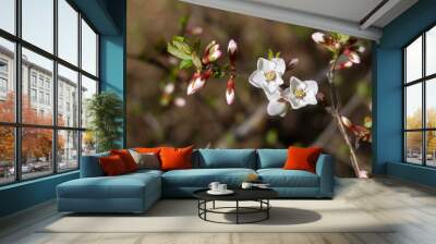 Branch with white flowers. Blooming time in spring season. Floral background Wall mural