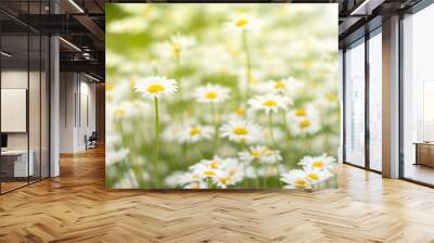 Chamomile in a field of gentle shades. Romashka on a background of pastel colors. Soft selective focus. Wall mural