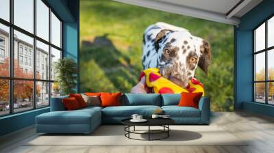 Cute dalmatian dog holding a ball in the mouth. Outdoor fun.Happy adorable dog playing with ball at backyard lawn at sunny summer day.cute puppy 6 months running happy over the meadow Wall mural