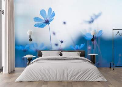 Delicate blue flowers. Blue cosmos with beautiful toning. Artistic image of flowers. Wall mural