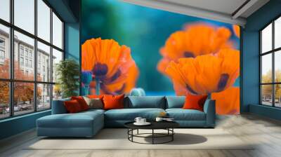 Garden poppies orange. Beautiful poppies outdoors. Selective focus. Wall mural