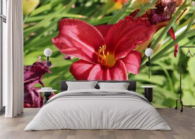 One blooming red lily with stamens and wilted flowers on a daylily bush in the garden on a summer day - horizontal photo, close-up, top view Wall mural