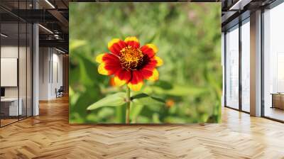 Red-brown zinnia with yellow petal tips on a green background with free space on the right in the garden on a sunny summer day - horizontal photo, flower, close-up Wall mural