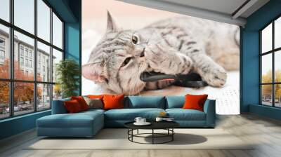 grey striped cat licking her paw and playing with a toy. lazy kitten resting on a bed in a house. happy domestic cat. Wall mural