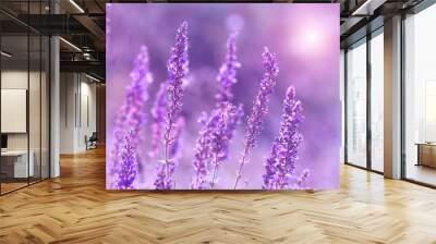 Purple flowers of salvia in the sunlight. Blooming beautiful sage. Selective soft focus. Wall mural