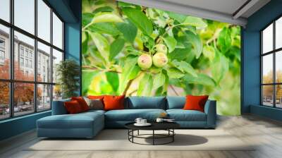 three small green unripe apples on a tree. Chinese variety, Plum-leaved, Paradise apple tree Wall mural