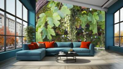 Grapes in vineyard Wall mural