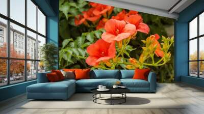 Campsis grandiflora Wall mural