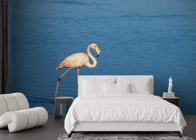 african white flamingo walking on the blue salt lake of Namibia Wall mural