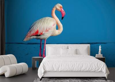 One african white flamingo walking on the blue salt lake of Namibia Wall mural