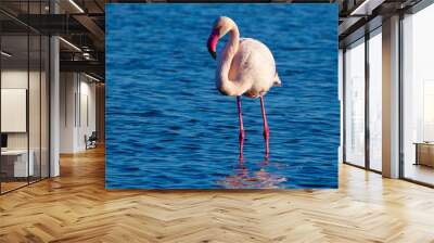 One african white flamingo walking on the blue salt lake of Namibia Wall mural