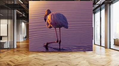 One african white flamingo walking on the blue salt lake of Namibia Wall mural