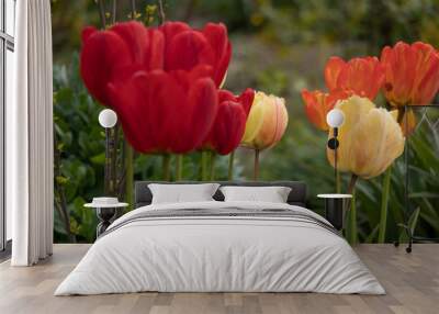 Red spring tulips. Domestic flowerbed, growing flowers. Yellow. Wall mural