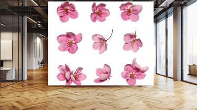 Spring set. Pink apple tree flowers isolated on white background. Different angles, design element. Wall mural