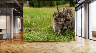 Two little kittens on green grass Wall mural