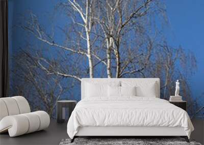  White birch looks spectacular against the blue spring sky Wall mural