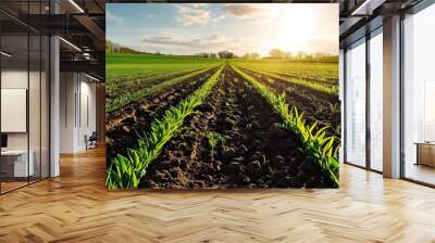 Agricultural field with young corn at sunset. Panoramic view. Wall mural