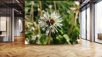 
Dandelion fluffs got wet in summer rain Wall mural