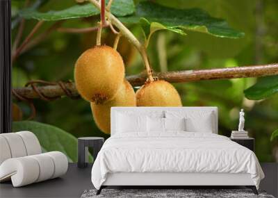 Kiwi fruit on a tree branch on a background of leaves Wall mural